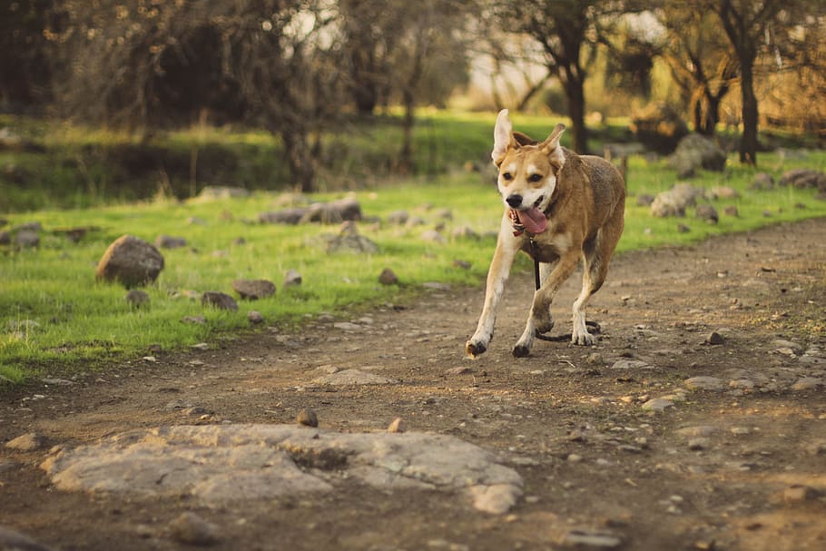 tan and white short coated medium size dog running on the roadway during daytime, dog running on pathway beside grass field during day HD wallpaper
