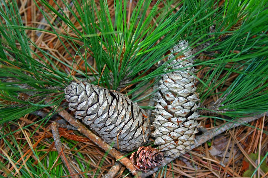Pine, Cone, Pine Cones, Branch, Flora, evergreen, macro, detail HD wallpaper