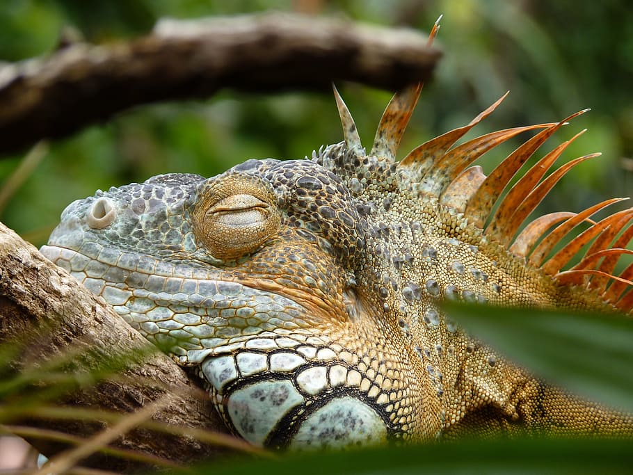 iguana, lazy, reptile, zoo, rest, easily, lizard, animal themes, HD wallpaper