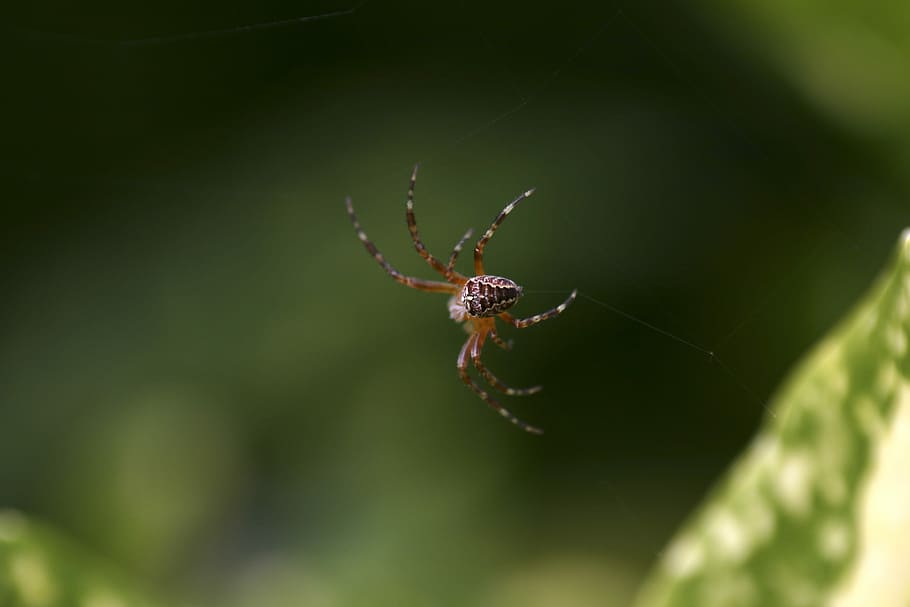 Spin, Jo, Boonstra, Groningen, jo boonstra, one animal, animals in the wild HD wallpaper