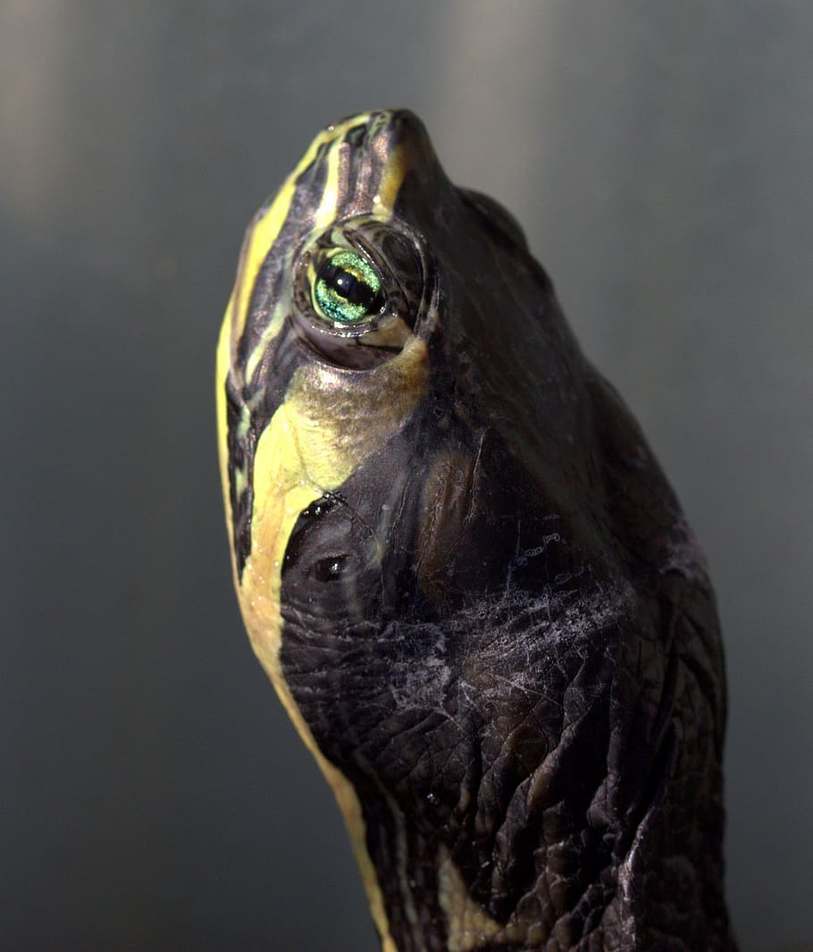 turtle, florida, reptile, one animal, animal themes, animal wildlife HD wallpaper