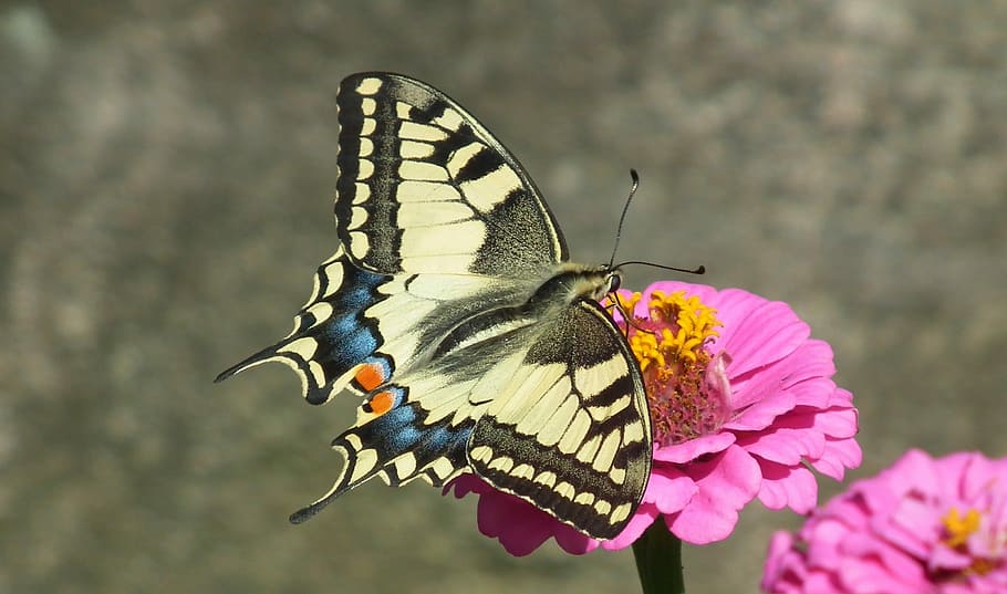 Eastern tiger swallowtail butterfly, butterfly day, insect, paż queen, HD wallpaper