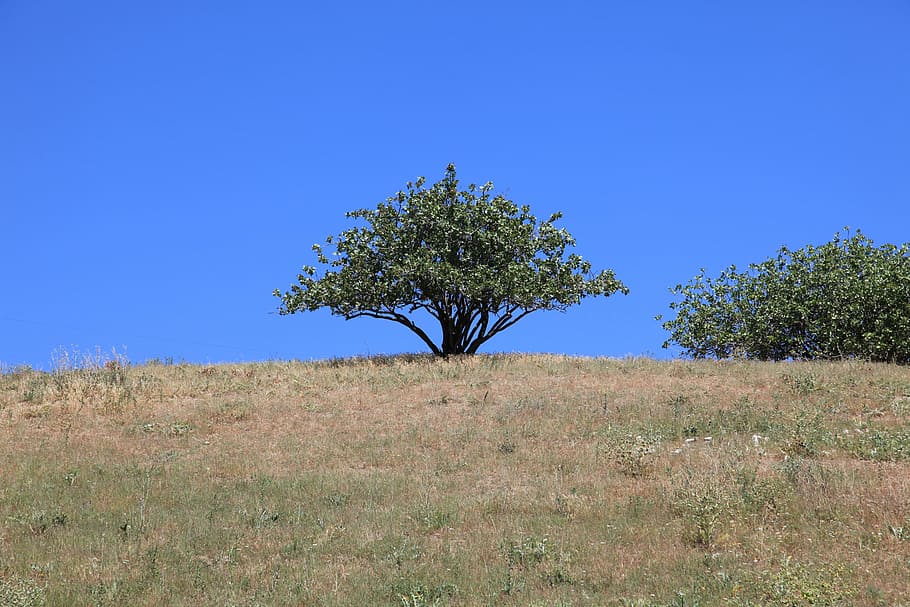 nature, tree, sky, pistachio tree, plant, blue, landscape, clear sky HD wallpaper