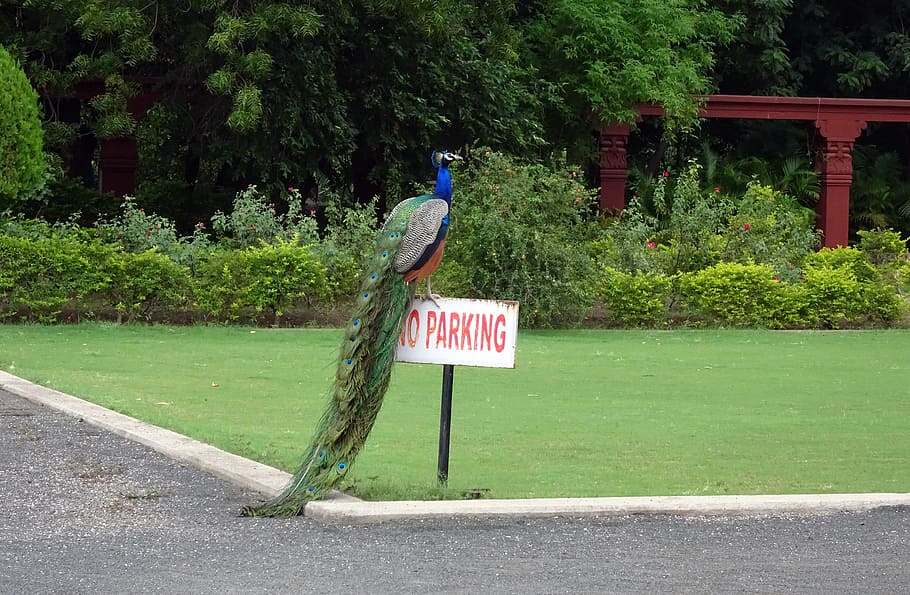 peacock, bird, plumage, pheasant, peafowl, wildlife, pavo cristatus