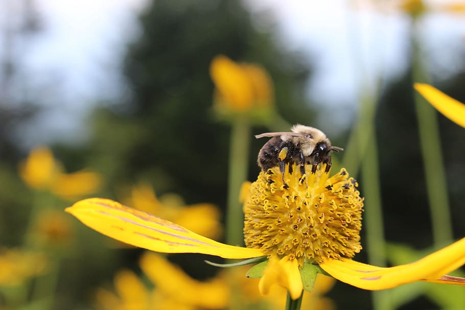 flower, bee, insect, macro, flowering plant, yellow, animal themes HD wallpaper