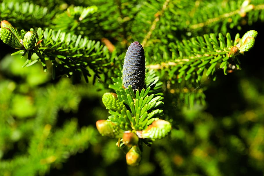 green leaf plant, fir, pine needles, christmas tree, pine cones HD wallpaper