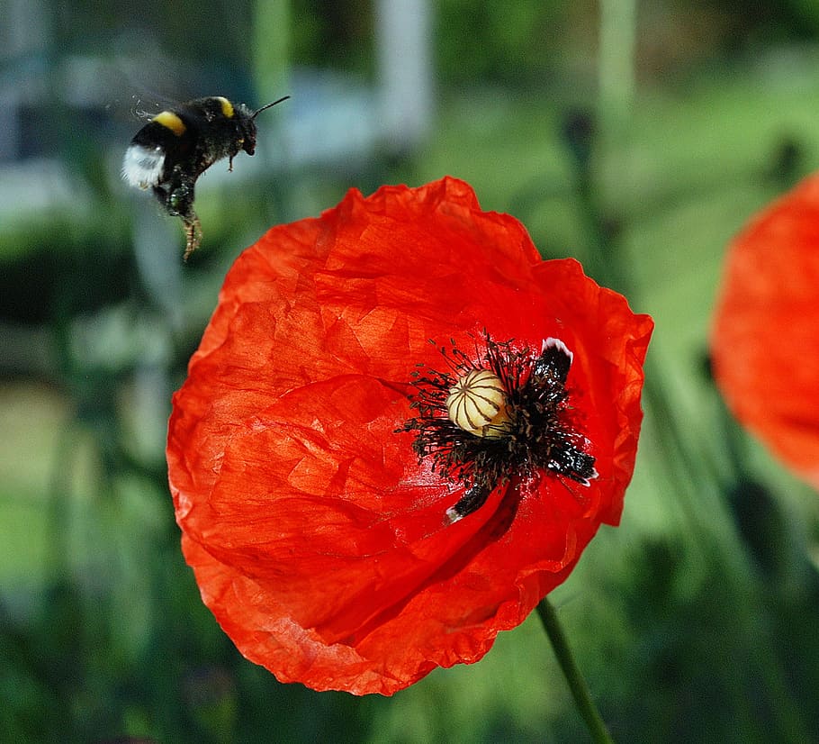 Bumblebee, Poppies, Flight, Pollen, the collection of, work HD wallpaper