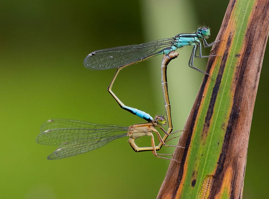 blue dragonflies on green leaf, shallow focus photography of blue and brown dragonflies HD wallpaper