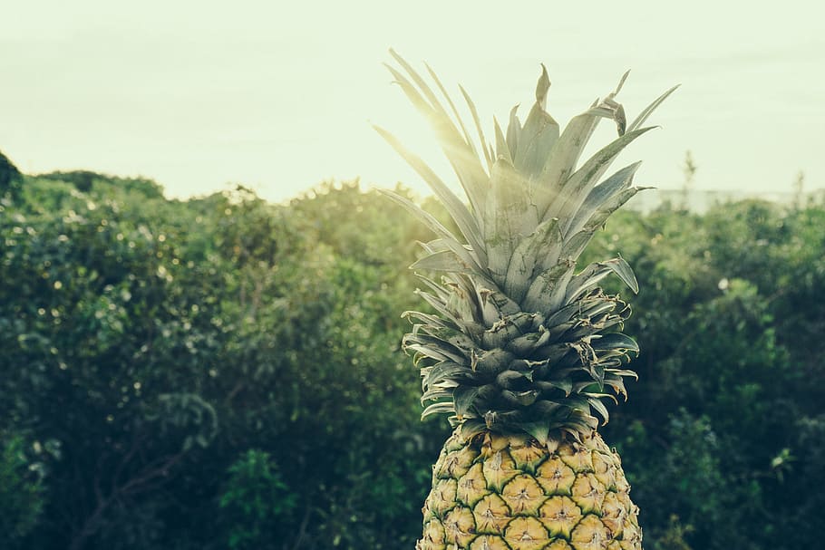 yellow pineapple, shallow focus photography of pineapple, close up HD wallpaper