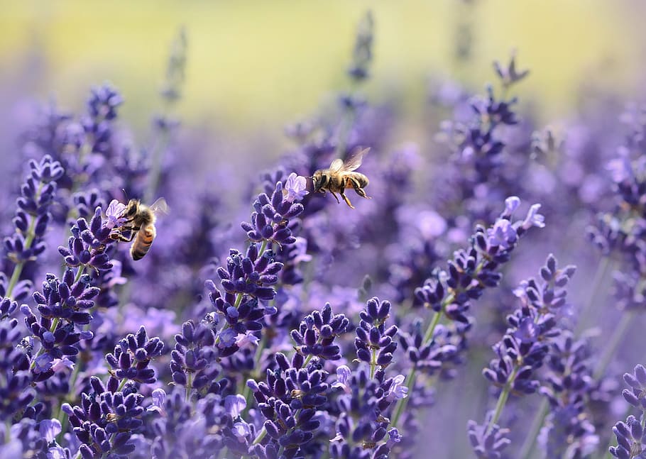photography of purple flowers, lavender, bee, summer, garden