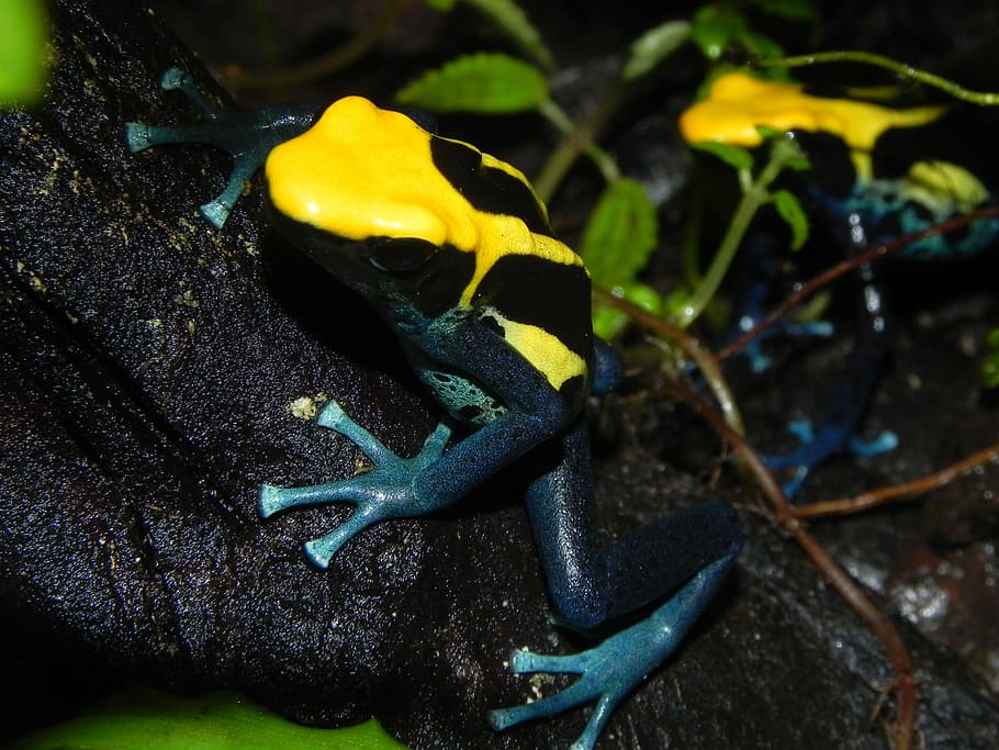 Poison, Dart, Frog, Amphibians, yellow skin, dendrobatidae HD wallpaper
