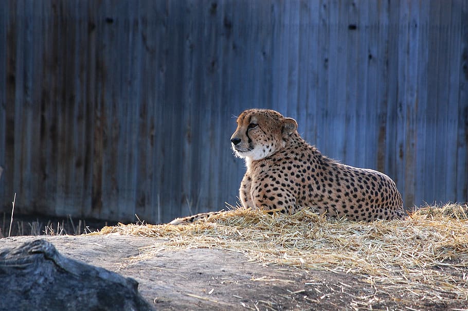 Zoo, Leopard, Cat, one animal, animals in the wild, animal themes HD wallpaper