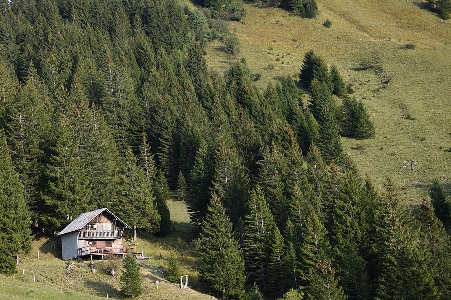 chalet, mountain, meadow, alps, haute savoie, plant, tree, architecture, HD wallpaper