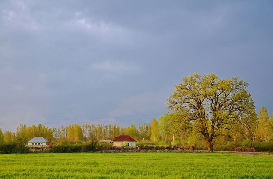 tree, landscape, nature, forest, park, green, sky, summer, sunlight HD wallpaper