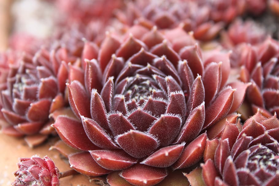 flower, red, sharp, bloom, spring, summer, close-up, beauty in nature HD wallpaper