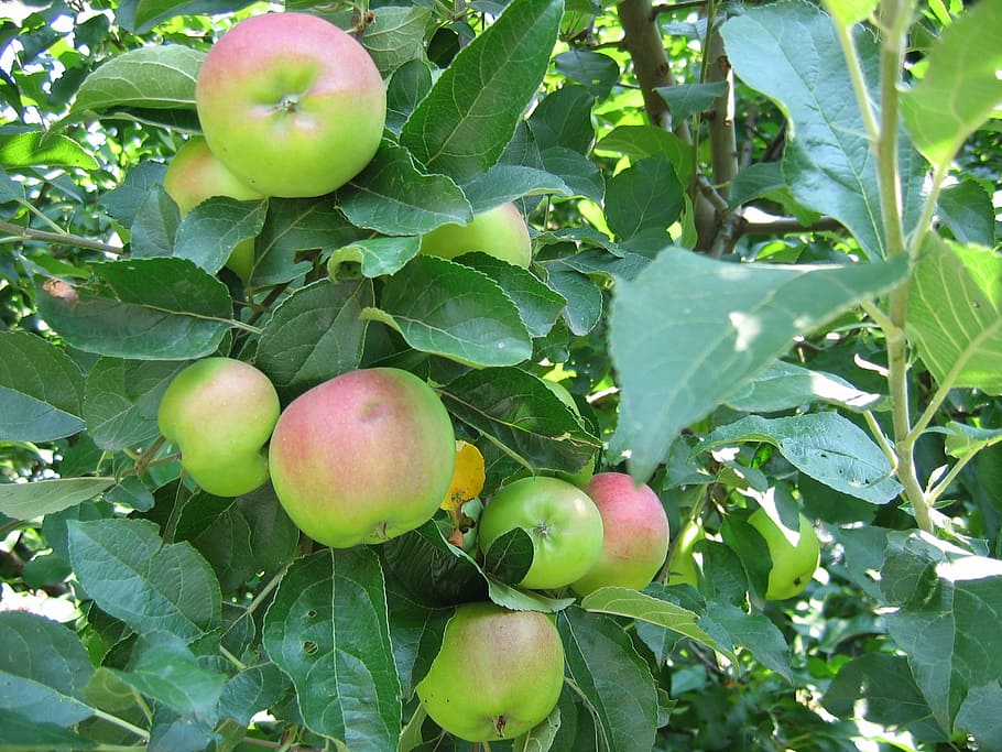 apples, fruit, apple tree, summer, organic, healthy, agriculture HD wallpaper