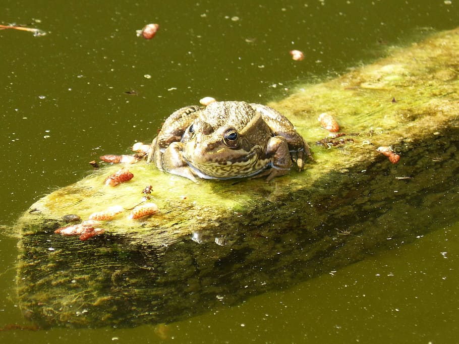 Frog, Float, Raft, Water, one animal, animal themes, animals in the wild HD wallpaper