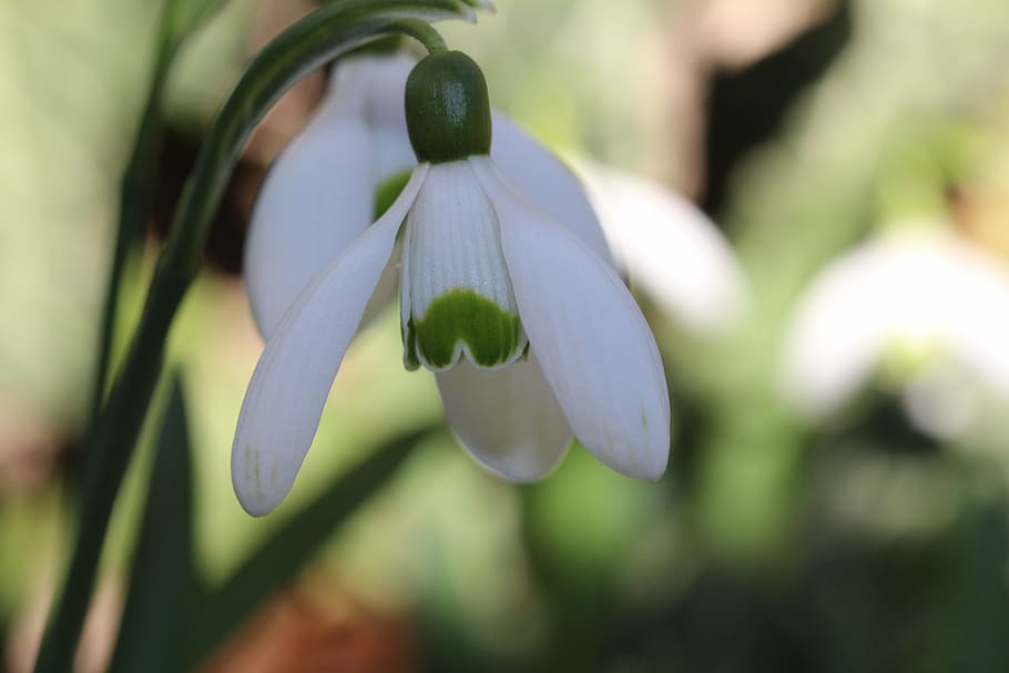one, snowdrop, spring, morning, white, blossom, bloom, first HD wallpaper