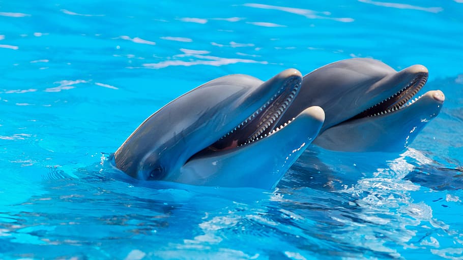 2 Dolphin during Daytime, animal, cute, dolphins, fish, mammals HD wallpaper
