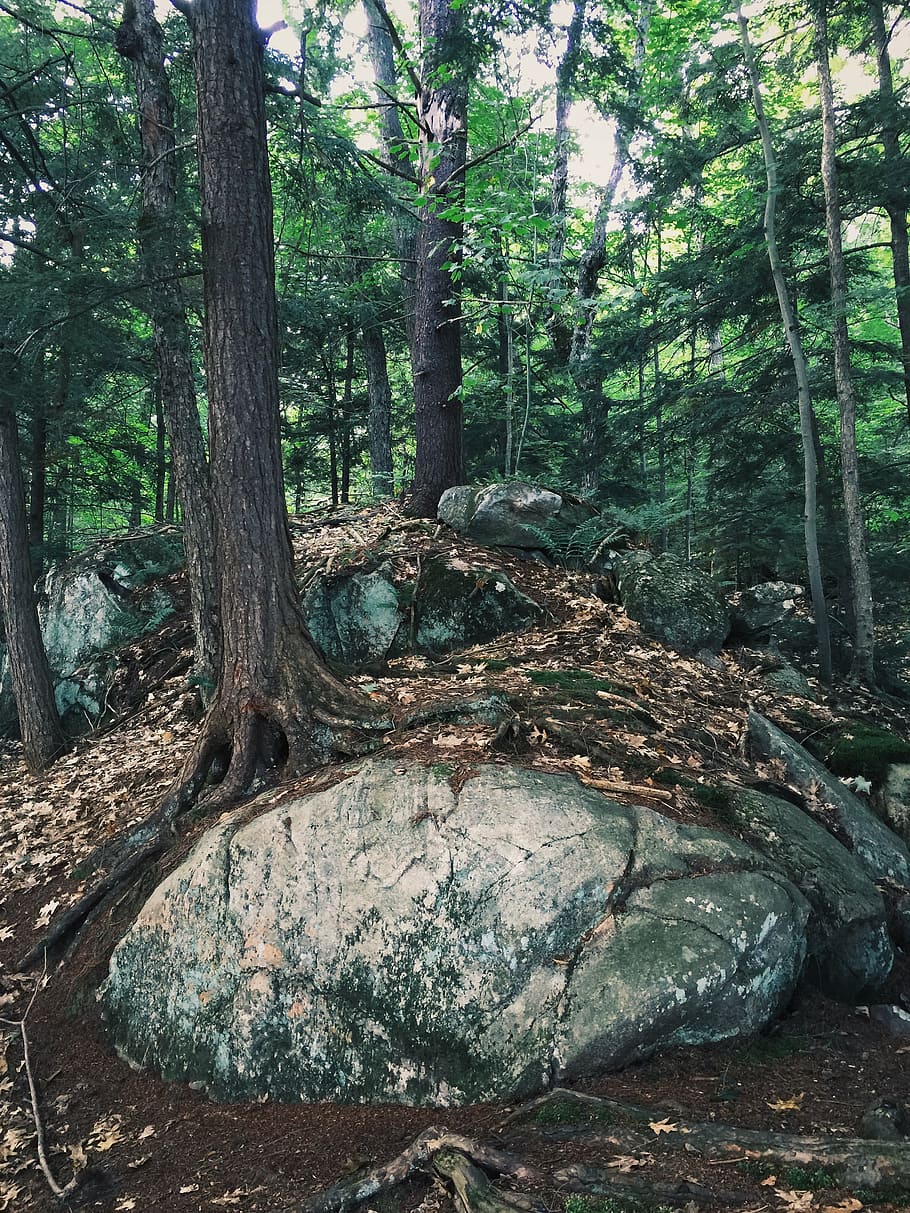 forest, roots, rock, tree roots, forest landscape, environment HD wallpaper