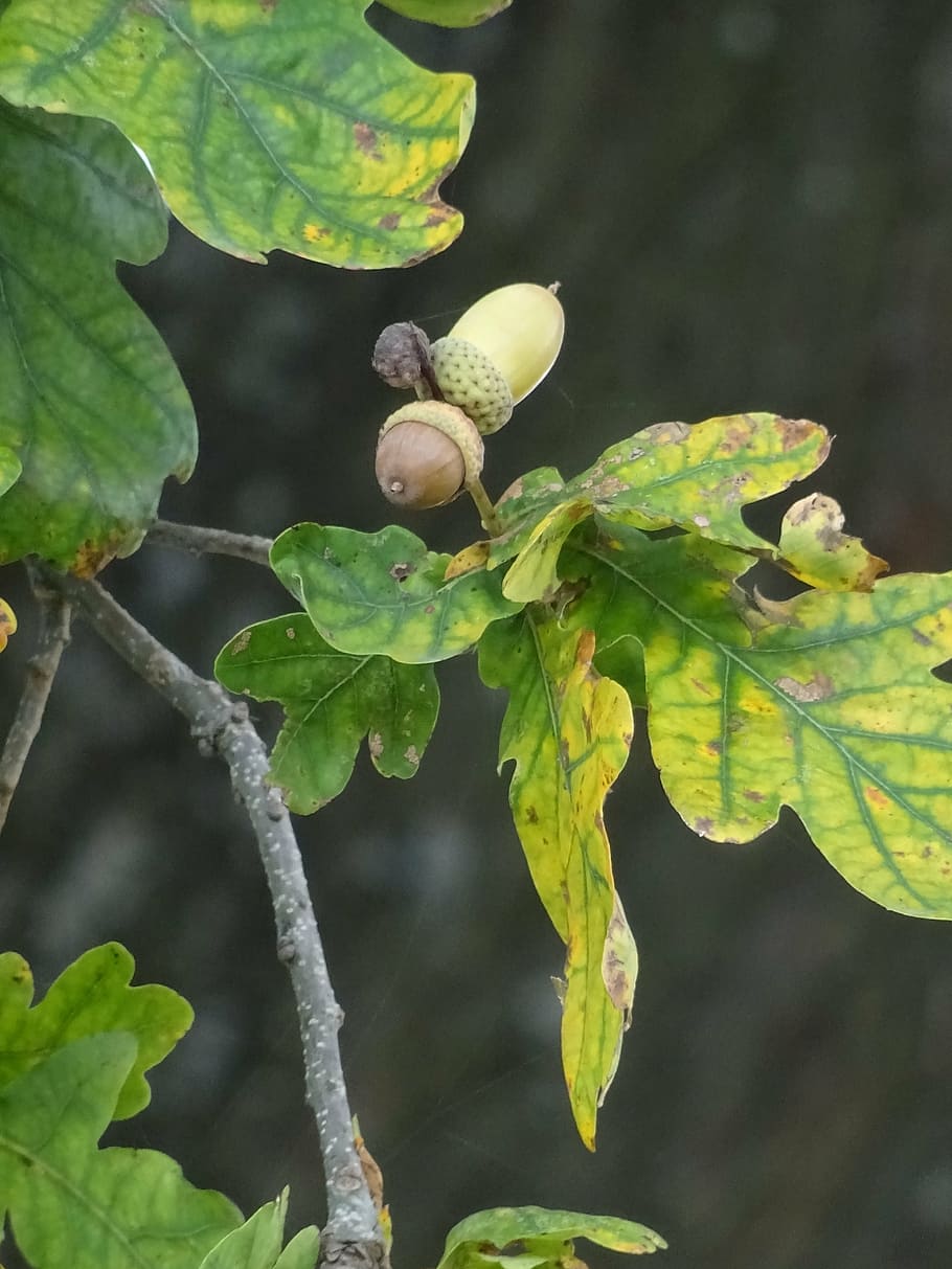 oak, acorn, leaf, nature, oak fruit, leaves, branch, tree, autumn HD wallpaper