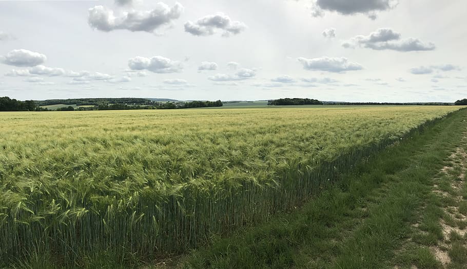 cloud, wheat, field, agriculture, rural, epi, peace, landscape HD wallpaper