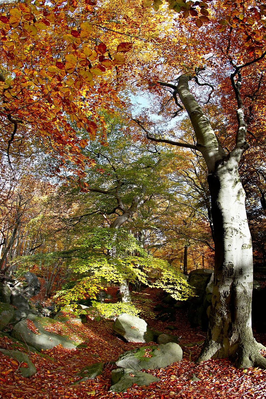 beech, forest, autumn, nature, tree, light, autumn leaves, yellow HD wallpaper
