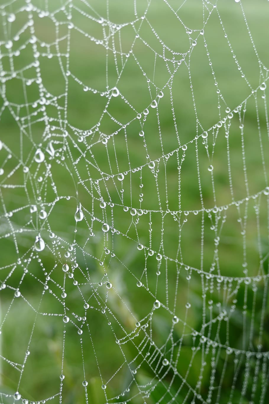 spider web, spin, dew, dewdrops, rag, water, wet, nature, fragility HD wallpaper