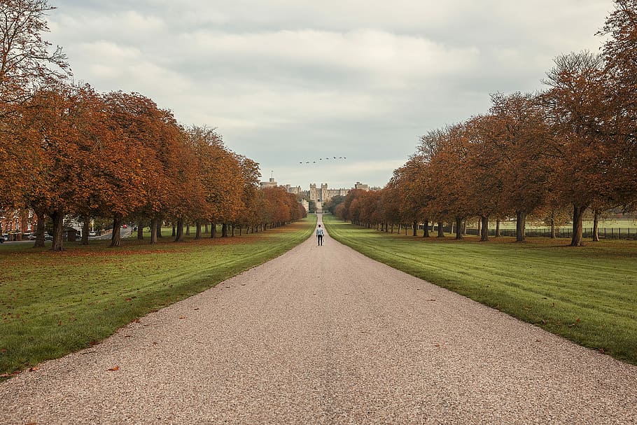 person walking towards trees, landscape photography of man standing between row of trees