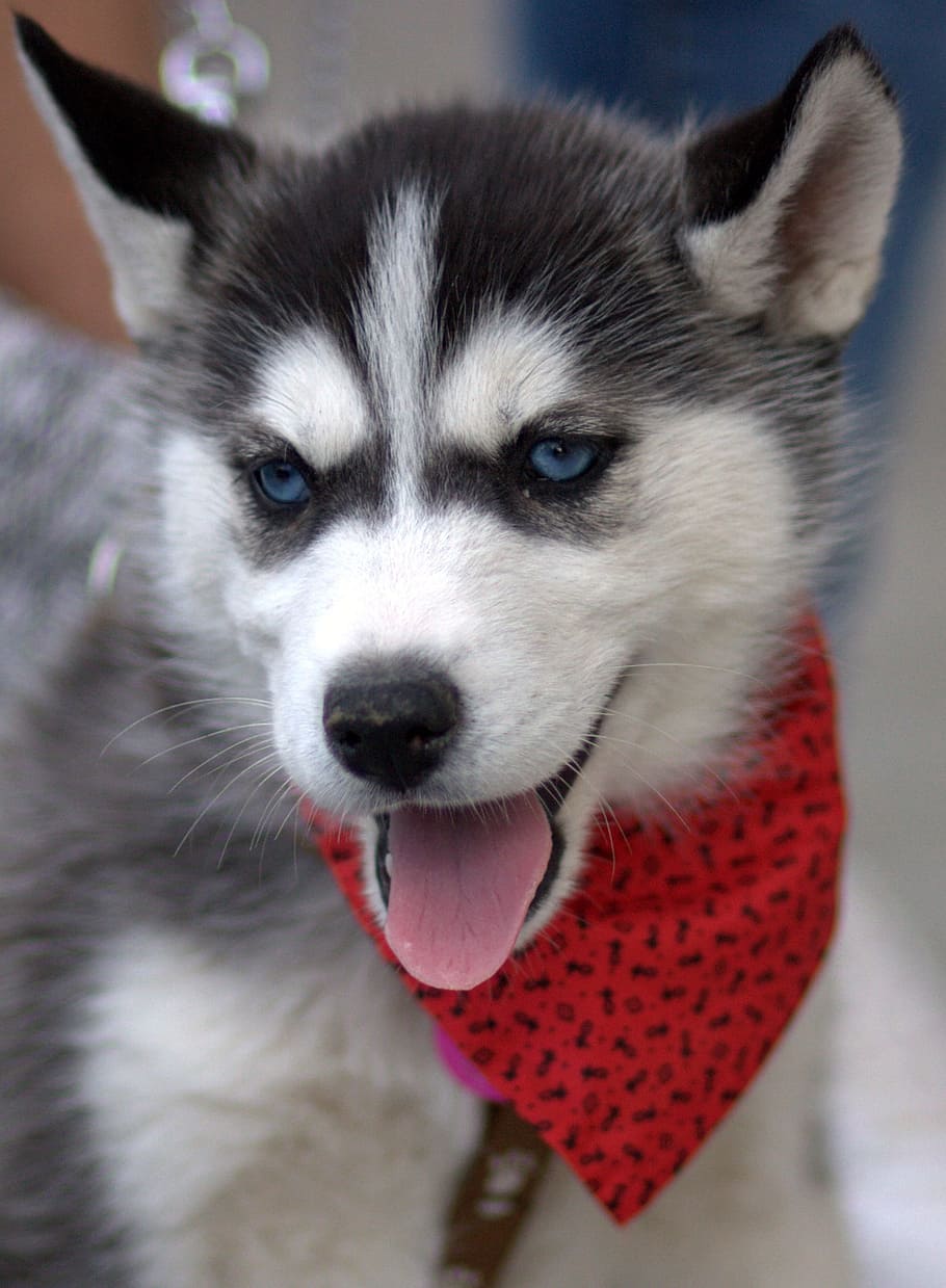 close-up photography of white and gray Siberian husky puppy, Dog