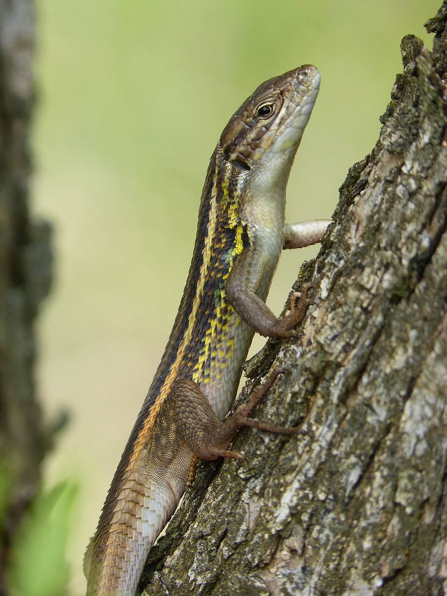 Lizard, Trunk, Tree, Detail, sargantana, reptile, one animal HD wallpaper