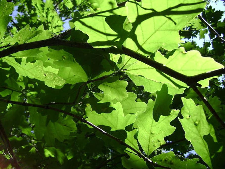summer, tree, trees, leaves, green, light, nature, leaf, outdoors HD wallpaper