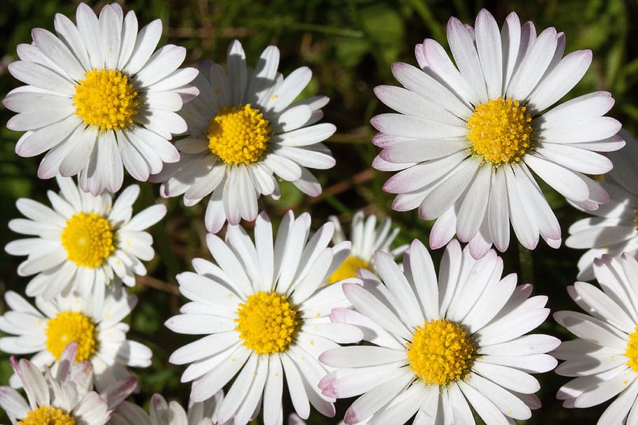 daisy, bellis philosophy, tausendschön, monatsroeserl, m p, HD wallpaper