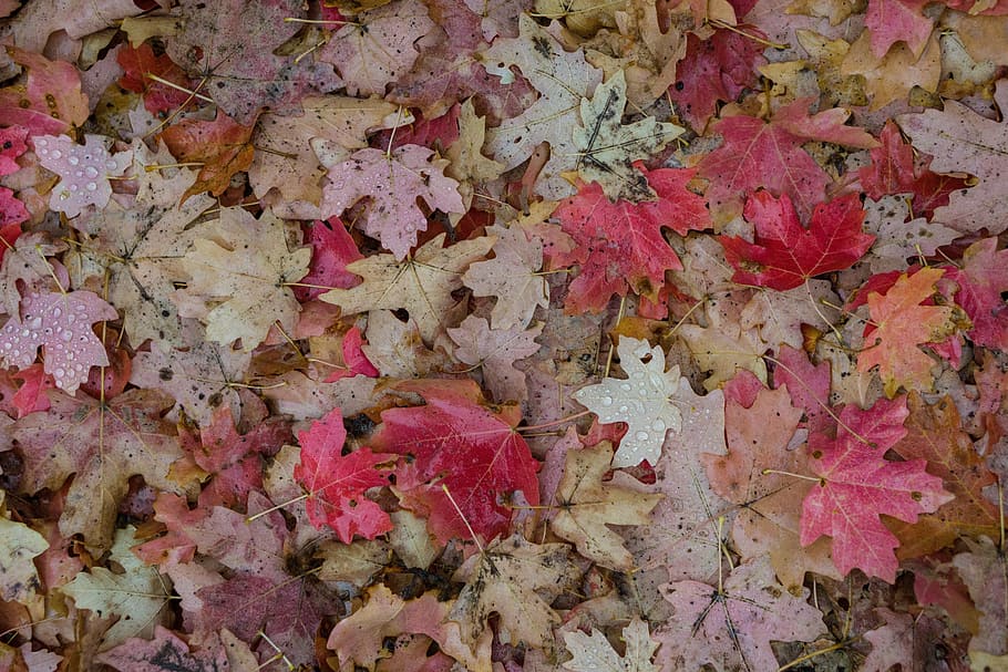 plant, leaf, fall, full frame, backgrounds, autumn, plant part HD wallpaper