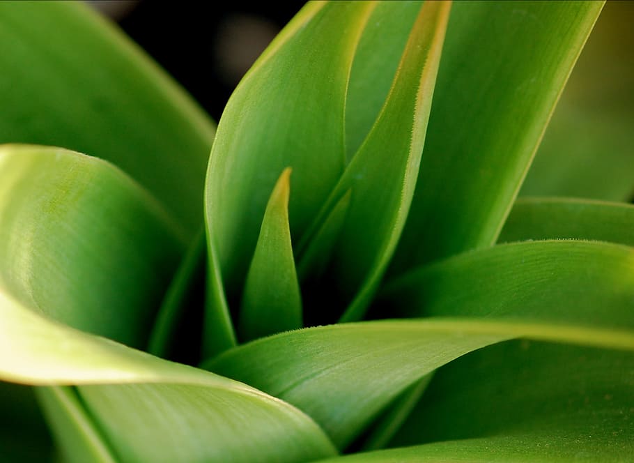 green, leaves, plant, macro, green color, plant part, leaf HD wallpaper