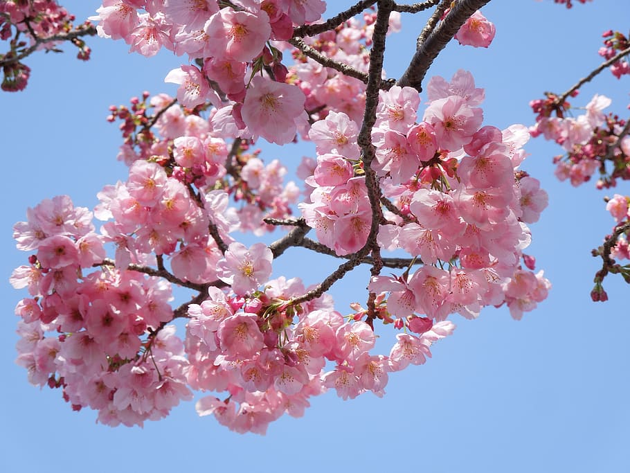 closeup photo of pink cherry blossoms, samusakura, spring flowers