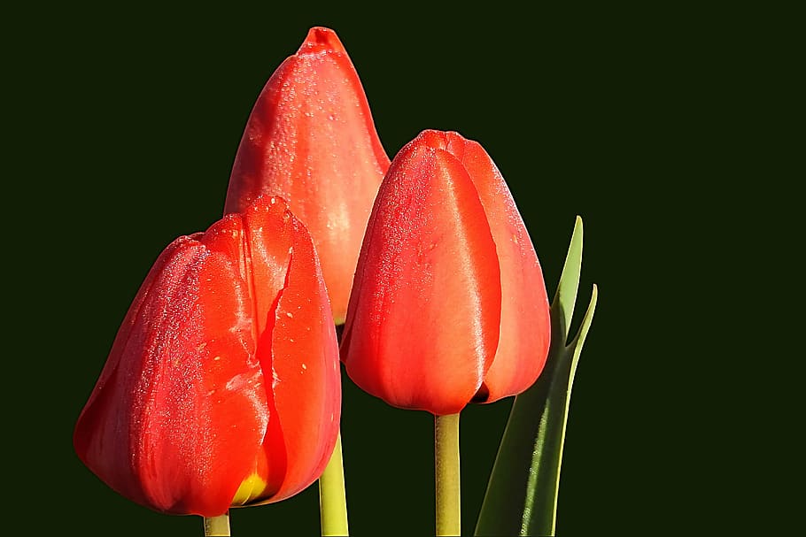 tulips, red, spring, nature, bloom, freshness, close-up, plant HD wallpaper
