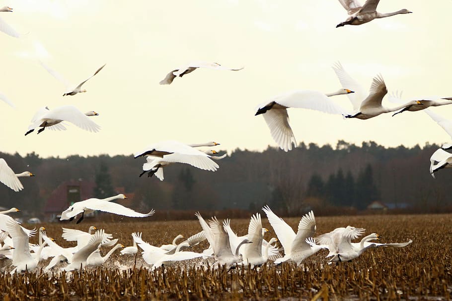 swan, whooper swan, bird, migratory bird, swans, birds, field, HD wallpaper