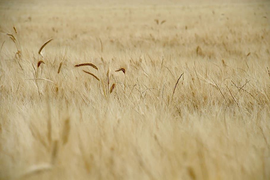 wheat, field, spring, cereals, rural, cornfield, tranquility HD wallpaper