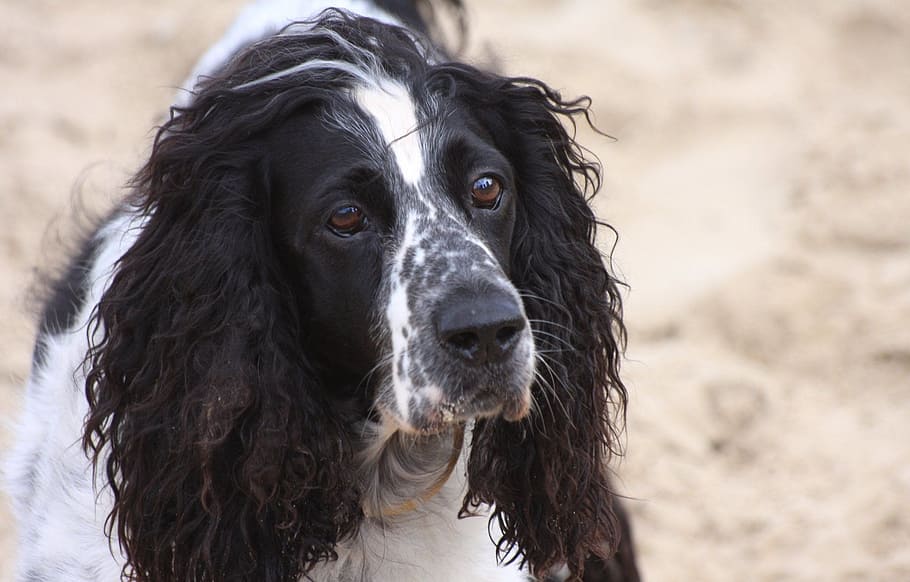 dog, cute, pet, posing, puppy, canine, domestic, adorable, friend HD wallpaper