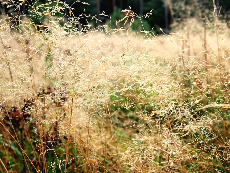 heide, grass, sun, sunlight, elves, meadow, nature, outdoors HD wallpaper