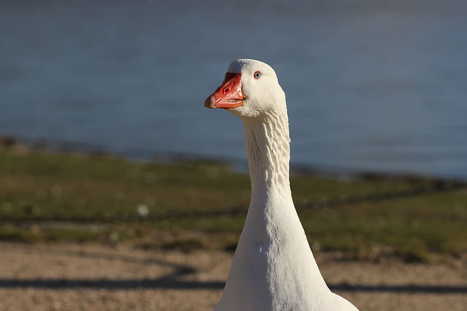 Geese, Ave, Animals, Natural, Nature, fauna, one animal, animal themes HD wallpaper