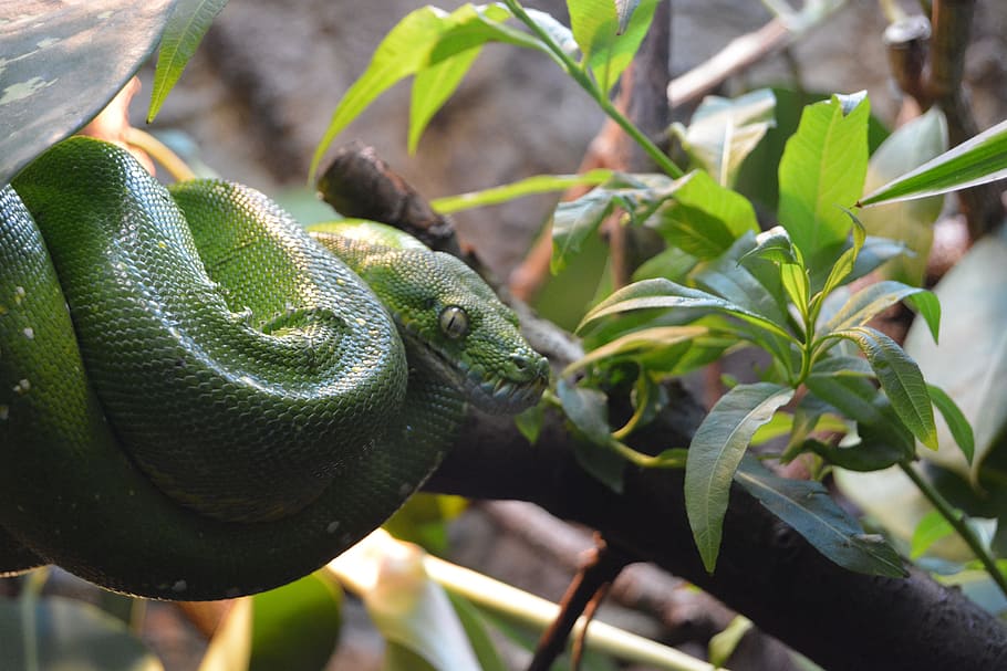 snake, green, tree, reptile, green snake, animal wildlife, animal themes HD wallpaper