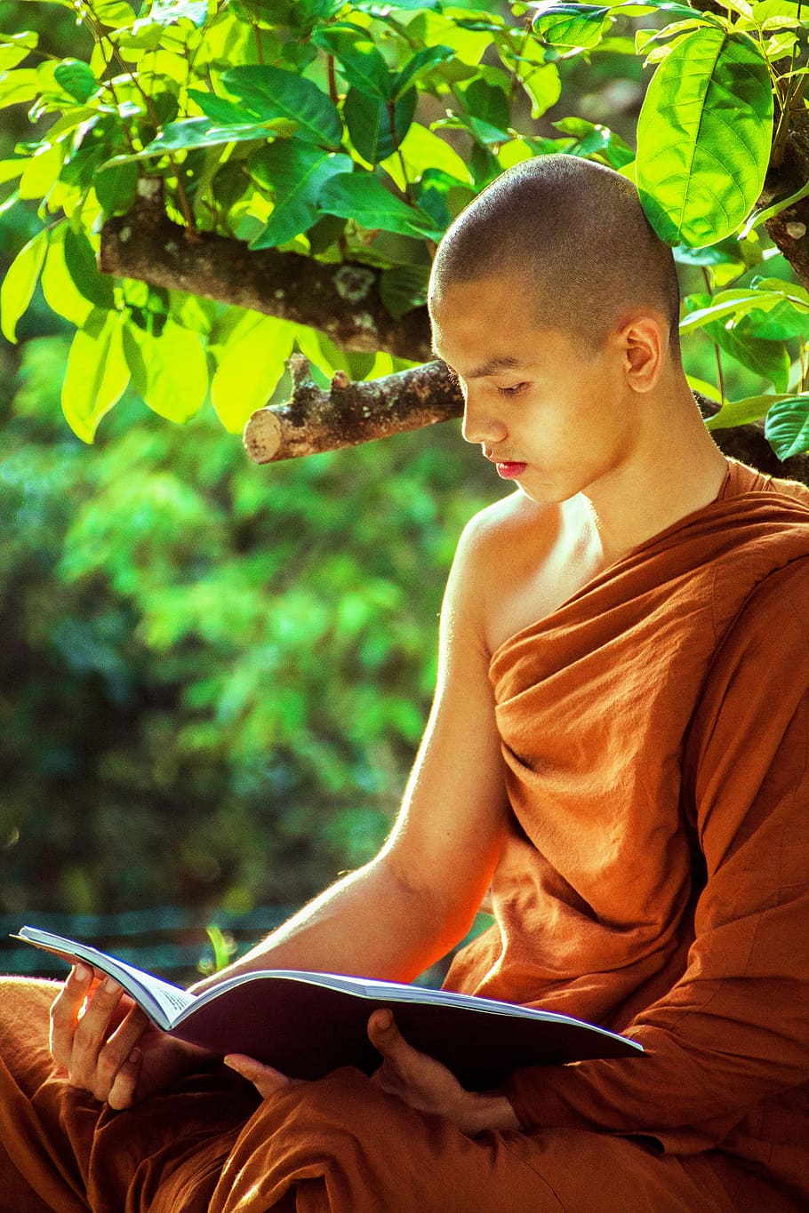 man in brown kasaya reading book under tree at daytime, theravada monk