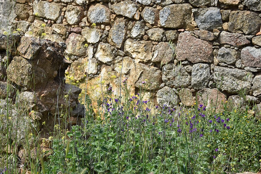 desktop, stone, wall, pattern, rough, old, rock, nature, plant HD wallpaper