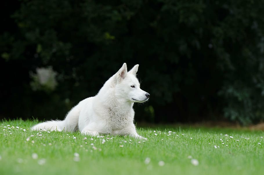 adult white Siberian husky, lying, meadow, summer, blue eye HD wallpaper
