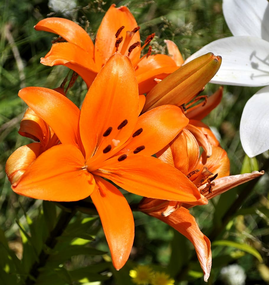 Tigerlily, Flower, Bloom, Spring, Flora, blossom, nature, gardening HD wallpaper