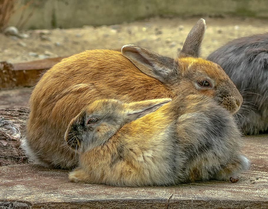 brown rabbits on floor, mammal, animal world, cute, hare, rest, HD wallpaper