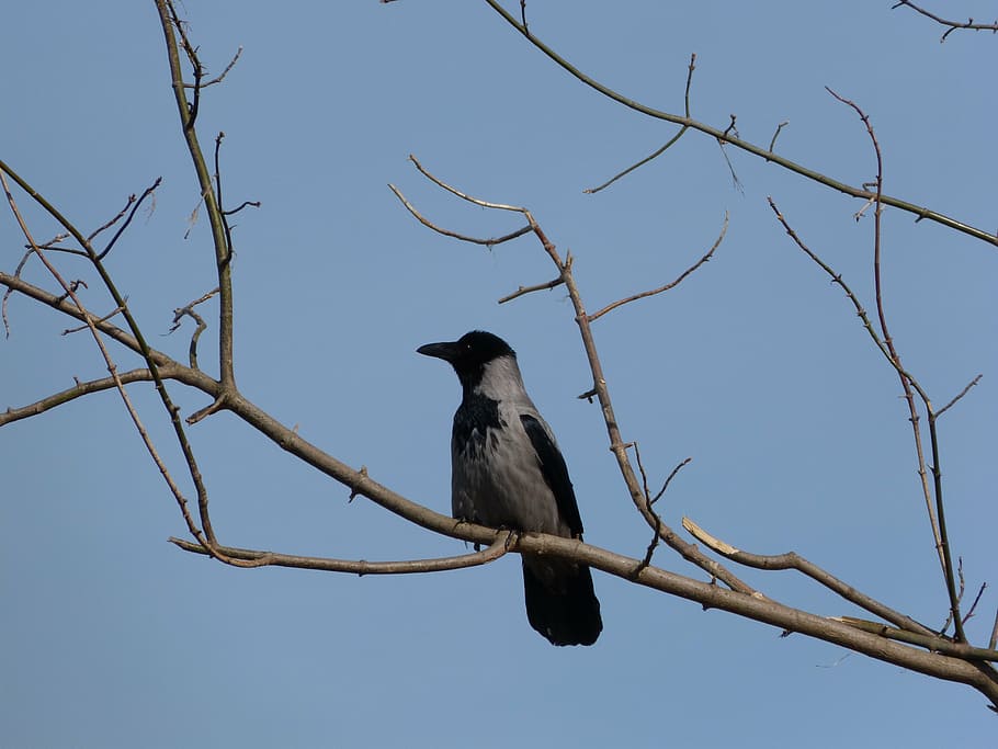 crow, branch, tree, bird, kahl, vertebrate, animals in the wild HD wallpaper