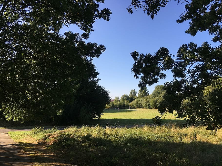 landscape, trees, blue sky, grass, plant, growth, tranquility HD wallpaper